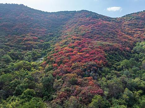 航拍济南彩石镇漫山遍野的红叶