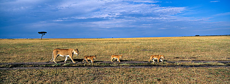 肯尼亚,马塞马拉野生动物保护区,狮子,走,热带草原,早晨,亮光