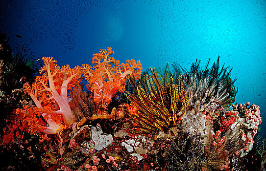 珊瑚礁,软珊瑚,海洋,百合,科莫多,印度洋,印度尼西亚,东南亚,亚洲