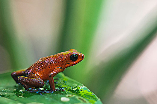 草莓,青蛙,坐,叶子,国家公园,哥斯达黎加,中美洲