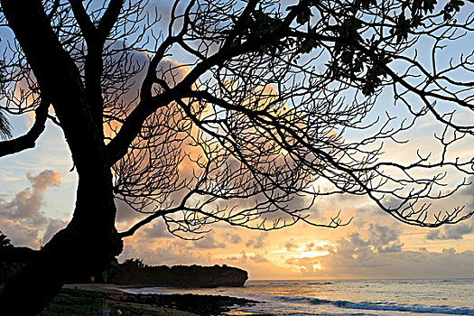 树,海滩,日落,考艾岛,夏威夷,美国