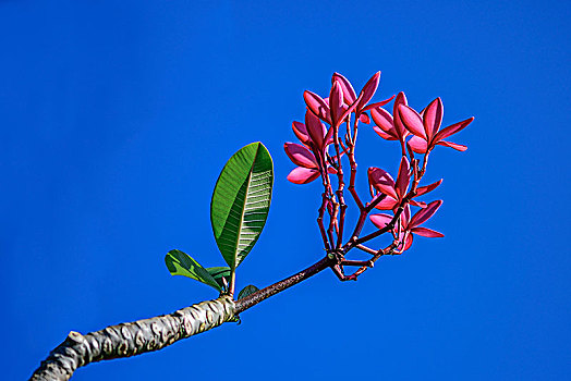 鸡蛋花,海南