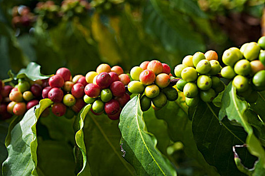 咖啡,樱桃,树,夏威夷,美国