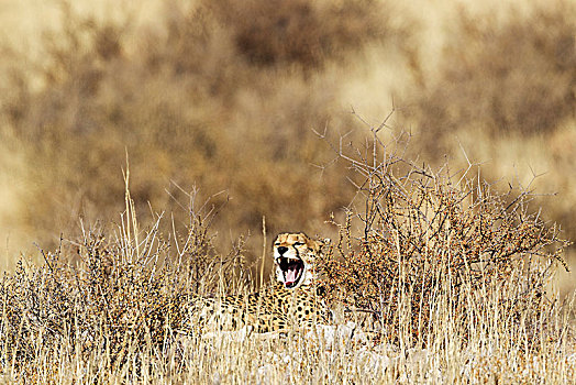 印度豹,猎豹,哈欠,雌性,隐藏,灌木丛,卡拉哈里沙漠,卡拉哈迪大羚羊国家公园,南非,非洲