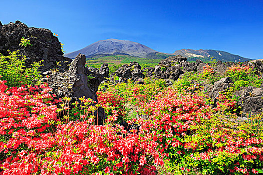 杜鹃花,群马县