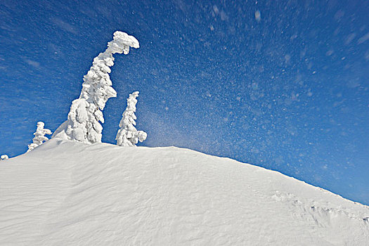 山顶,吹,雪,冬天,巴伐利亚森林国家公园,巴伐利亚,德国
