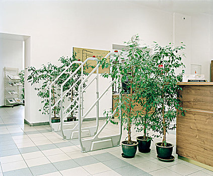 大厅,装饰,观叶植物