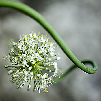 特写,向上,白色,花