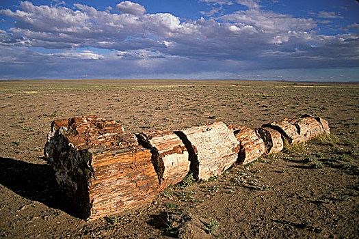 化石,木化石,北方,亚利桑那