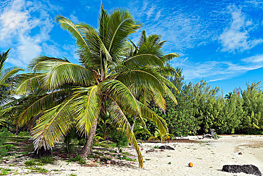 椰树,植被,海滩,艾图塔基岛,库克群岛,大洋洲