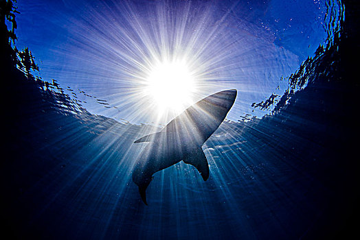 鲨鱼,游动,海洋,阳光