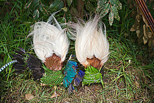羽毛,头饰,展示,西高地,巴布亚新几内亚,大洋洲