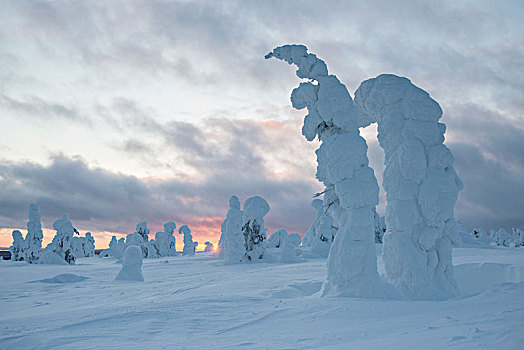 积雪,树,云杉,冬天,国家公园,拉普兰,斯堪的纳维亚,芬兰,欧洲