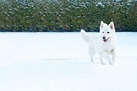 白色,德国牧羊犬,玩雪
