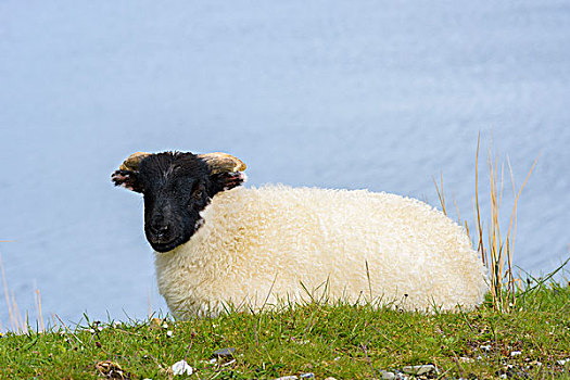 苏格兰,羊羔,躺着,山,春天,斯凯岛