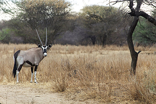 长角羚羊,南非大羚羊,羚羊,牧场,纳米比亚,非洲