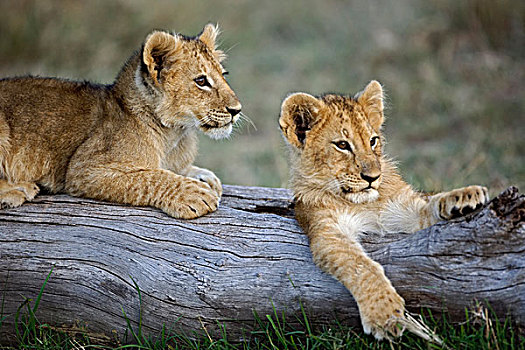 幼狮,原木上,狮子,马赛马拉,肯尼亚