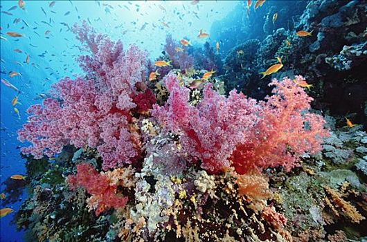 软珊瑚,礁石,景色,红海,埃及