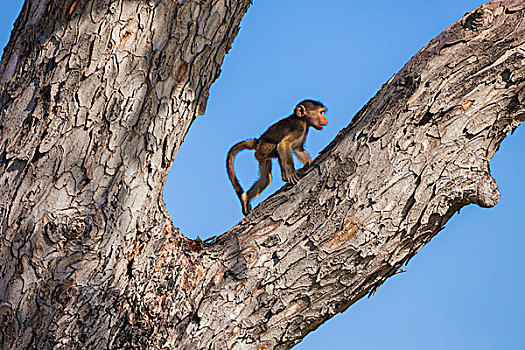 幼兽,南非大狒狒,豚尾狒狒,攀登,树,奥卡万戈三角洲,博茨瓦纳,非洲