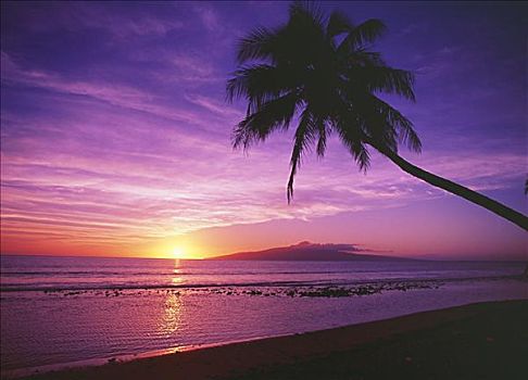 夏威夷,毛伊岛,欧咯瓦鲁,棕榈树,剪影,日落,远景