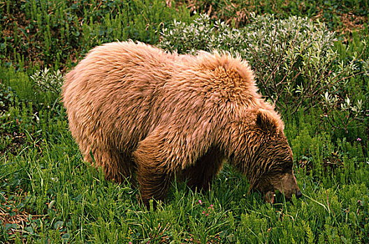 大灰熊,吃,熊,草,德纳里峰国家公园,阿拉斯加,美国