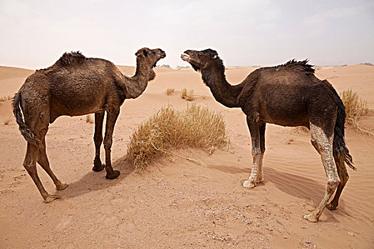 单峰骆驼,两个,成年人,站立,沙漠,沙丘,撒哈拉沙漠,摩洛哥,非洲