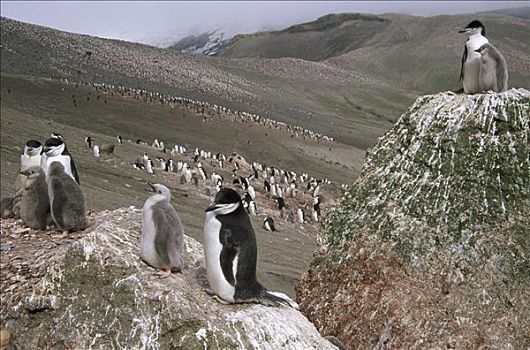 帽带企鹅,南极企鹅,漂石,远眺,大,生物群,火山口,欺骗岛,南设得兰群岛,南极