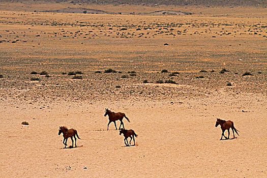 野马,水,纳米比诺克陆夫国家公园,靠近,南方,纳米比亚,非洲