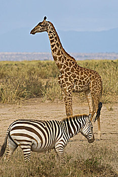 马赛长颈鹿,斑马,安波塞利国家公园,肯尼亚