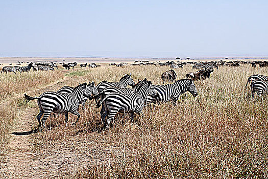 肯尼亚非洲大草原斑马群奔跑