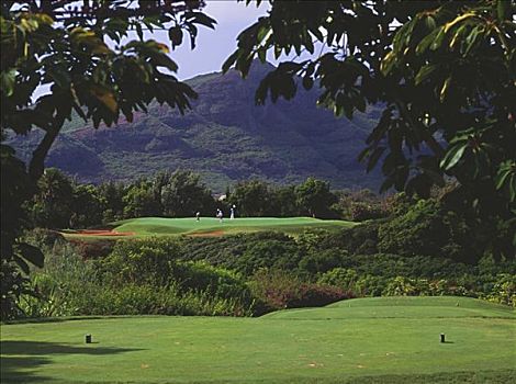 夏威夷,考艾岛,威陆亚,城市,高尔夫球场,打高尔夫,风景,树