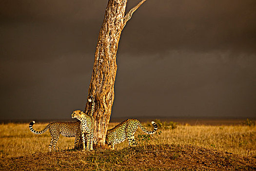 印度豹,肯尼亚