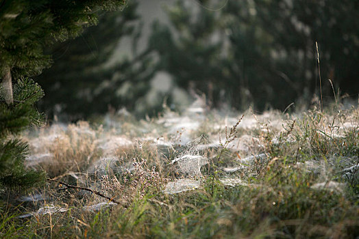 蜘蛛网,矮小,蜘蛛,草地,早晨,露珠,靠近,勃兰登堡,德国,欧洲