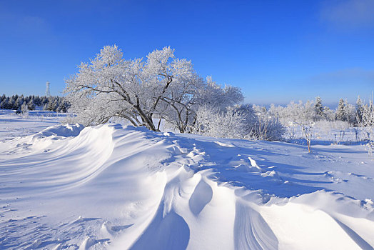 吉林雪岭雾凇美景