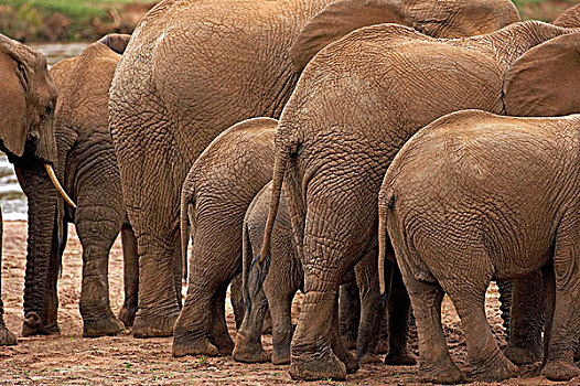 非洲象,马赛马拉,公园,肯尼亚