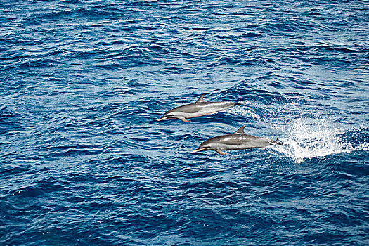 dominica,roseau,dolphins,swimming,in,the,blue,sea