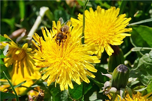 蜜蜂,花粉,蒲公英,花