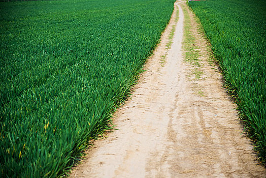 绿色麦田中的一条小土路