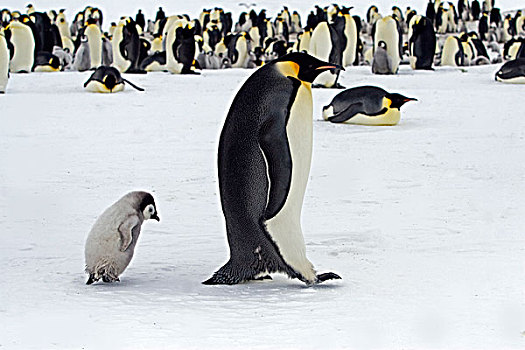 帝企鹅,幼禽,跟随,成年,南极