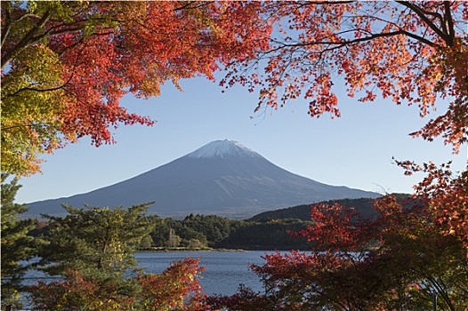 枫叶,改变,秋色,山,富士山,日本