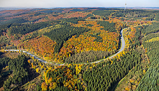 木头,乡间小路,林道,秋叶,金色,十月,藻厄兰,北莱茵威斯特伐利亚,德国
