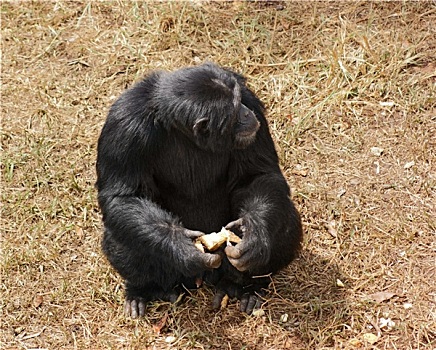 黑猩猩,坐,草,地面