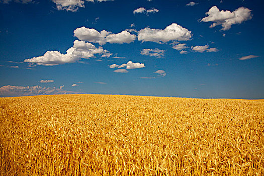 美国,华盛顿,群山,成熟,小麦