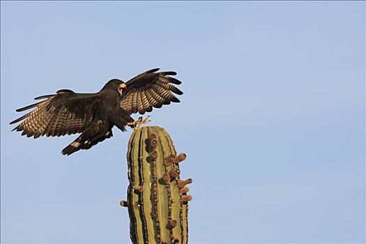 老鹰,栗翅鹰,降落,仙人掌,埃尔比斯开诺生物圈保护区,墨西哥