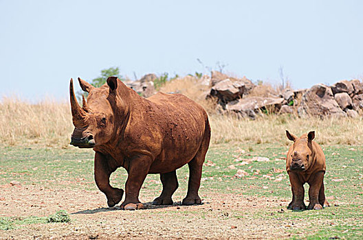 白犀牛,女性,幼兽,犀牛,狮子,自然保护区,南非,非洲