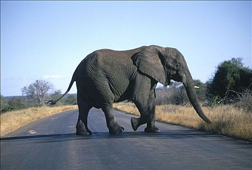 哺乳动物,非洲,非洲象,道路,街道,动物