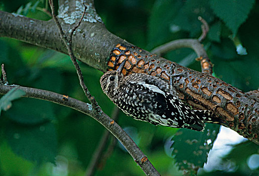 吸汁啄木鸟,不成熟,新罕布什尔,美国