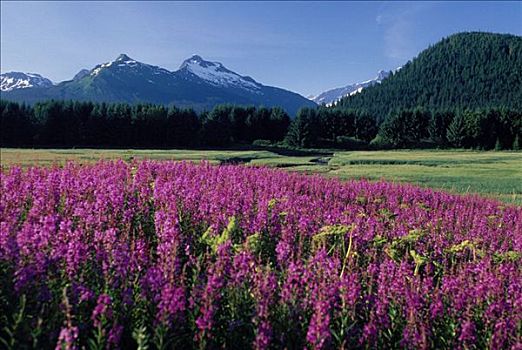 杂草,海岸山脉,湿地