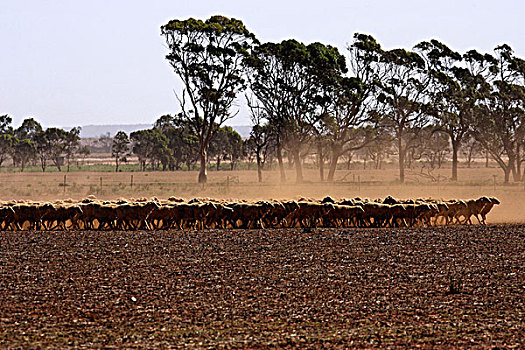 成群,绵羊,热,尘土,澳大利亚,农田,西澳大利亚州