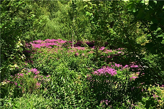 河北省石家庄市灵寿县漫山花溪谷